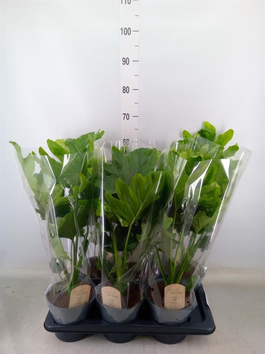 <h4>Philodendron bipinn. 'Little Hope'</h4>