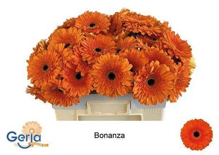 <h4>Ge Gr Bonanza</h4>