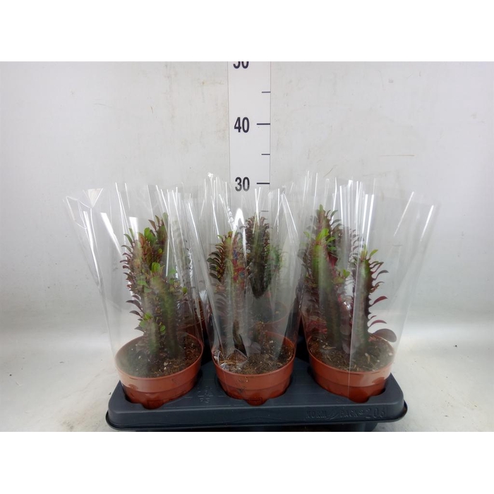 <h4>Euphorbia trigona 'Rubra'</h4>