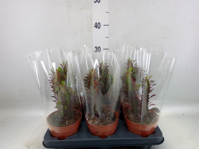 <h4>Euphorbia trigona 'Rubra'</h4>