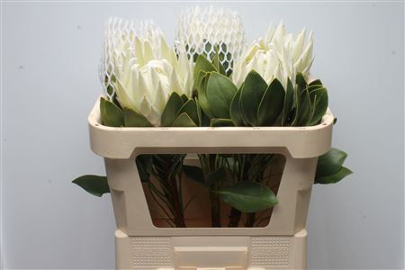 <h4>Protea Cynaroides Arctic Ice</h4>