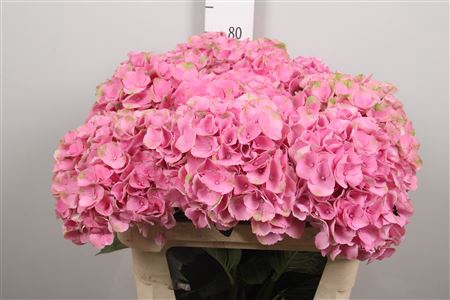 <h4>Hydr M Mag Opal</h4>