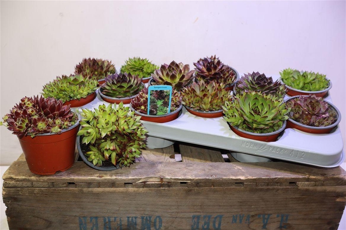 <h4>arr8 Semp Gem</h4>