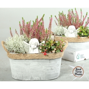 ARR TUINPLANTEN