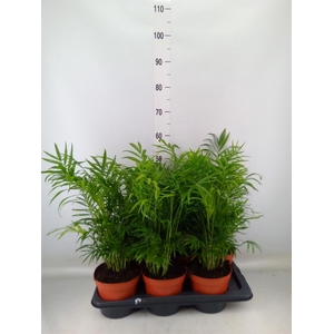 Chamaedorea elegans