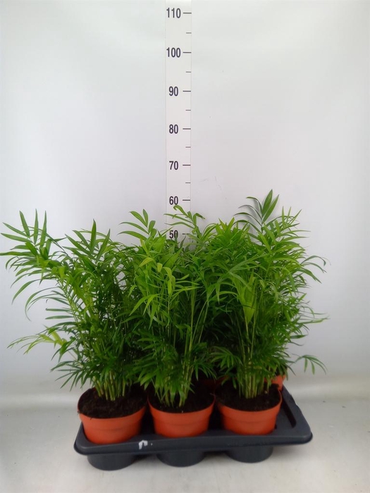 <h4>Chamaedorea elegans</h4>
