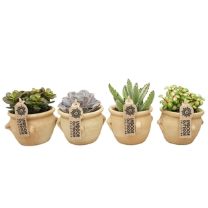 Succulents ...