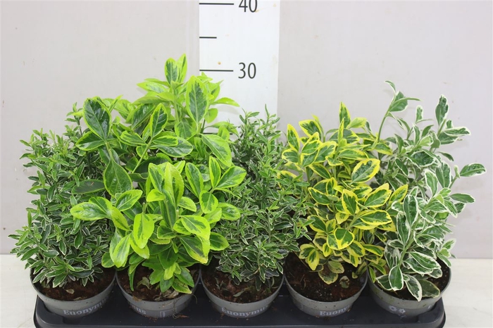 <h4>Euonymus Jap Gemengd</h4>