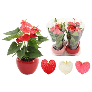 Anthurium 12 cm 3 color mix in Paris ceramics