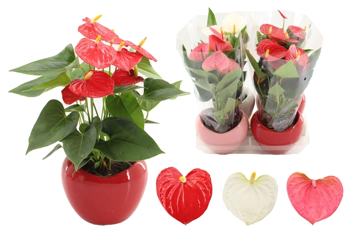 <h4>Anthurium 12 cm 3 color mix in Paris ceramics</h4>