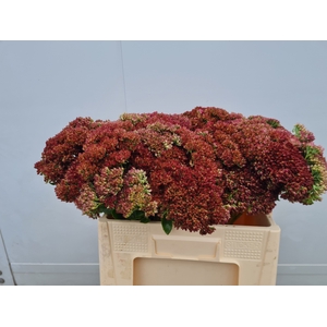 SEDUM SPECTABILE
