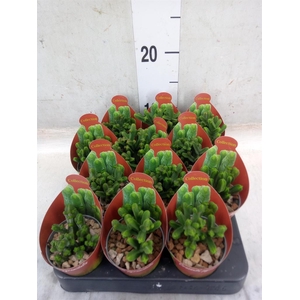 Crassula   ...