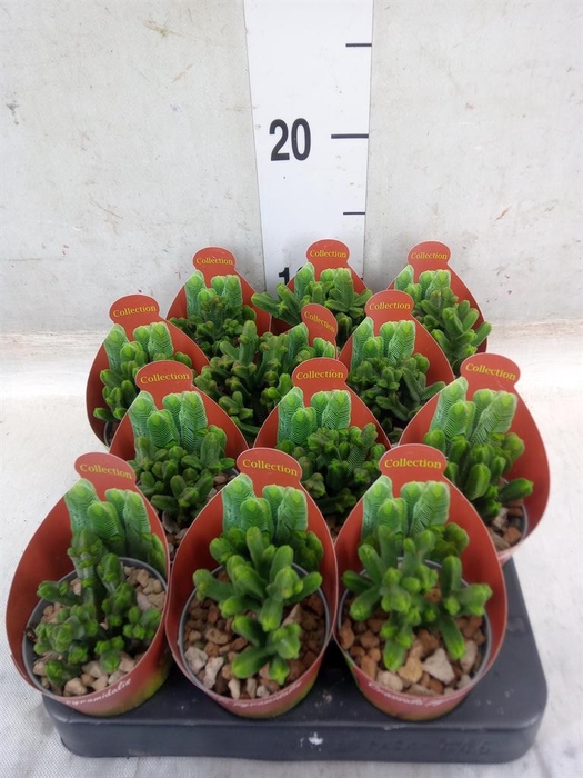 <h4>Crassula   ...</h4>