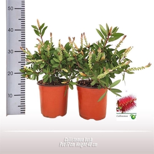 CALLISTEMON CITRINUS
