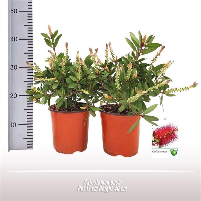 <h4>CALLISTEMON CITRINUS</h4>