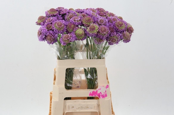 <h4>SCAB AT BB SCOOP UBE</h4>