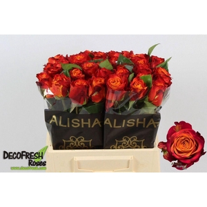 Rosa large atomic