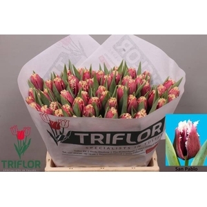 Tulipa fr san pablo