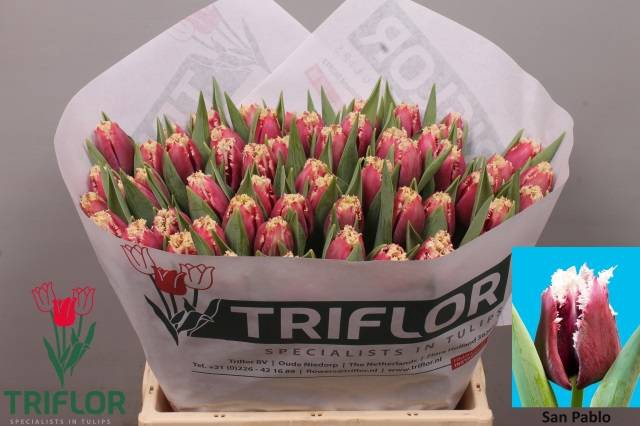 <h4>Tulipa fr san pablo</h4>