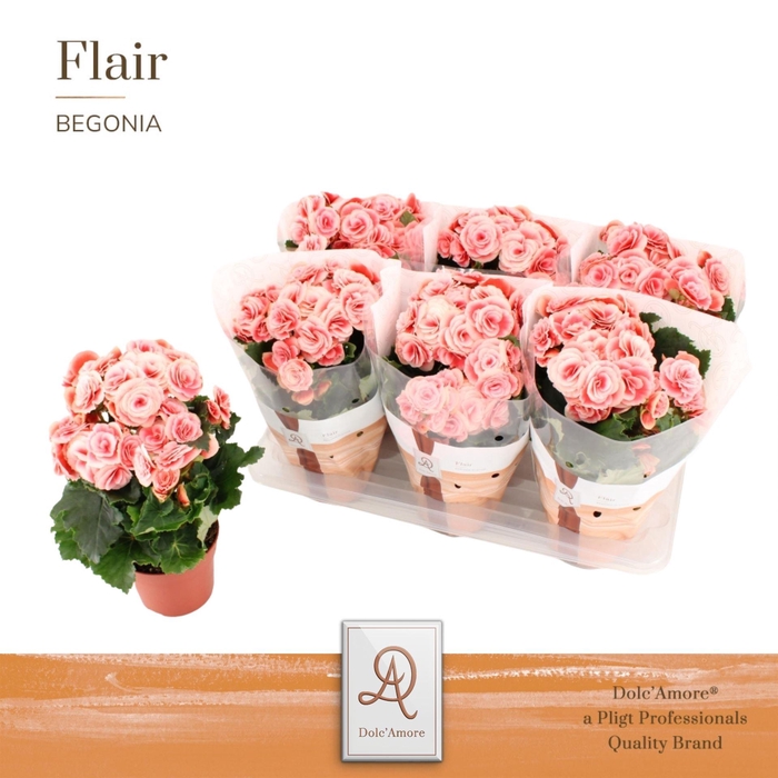 <h4>Begonia elat. DU 'Borias'</h4>