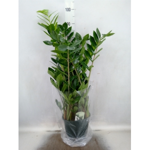 Zamioculcas zamiifolia