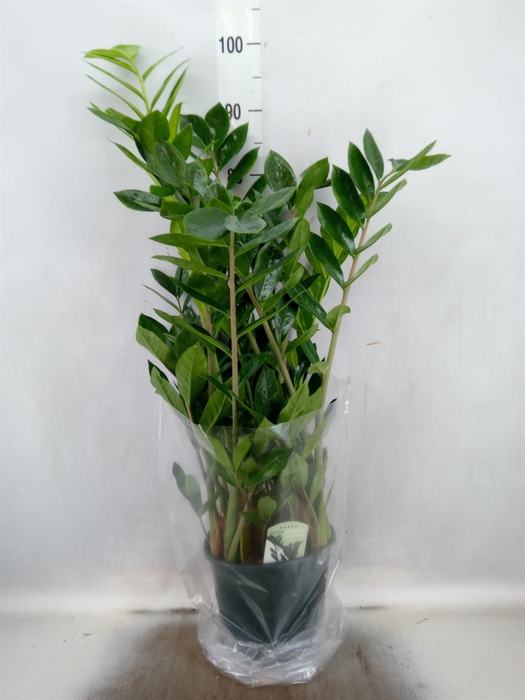 <h4>Zamioculcas zamiifolia</h4>