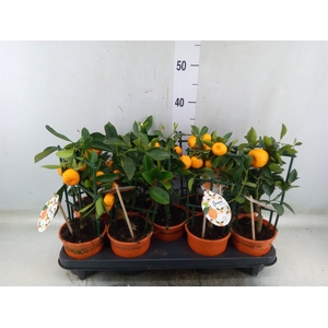 Citrofortunella microcarpa