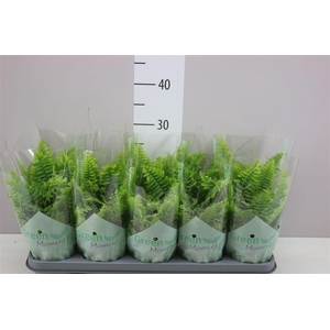 Nephrolepis Green Moment