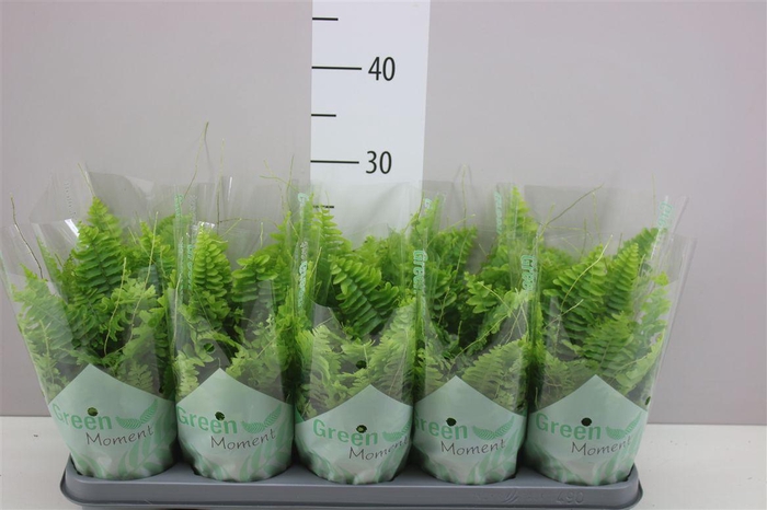 <h4>Nephrolepis Green Moment</h4>