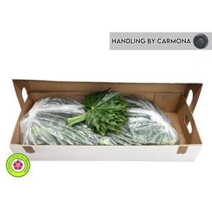 FATSIA JAPONICA BLAD