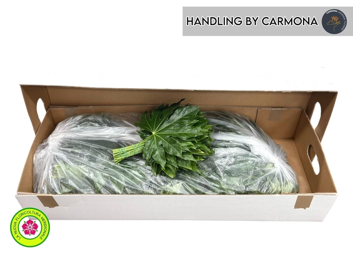 <h4>FATSIA JAPONICA BLAD</h4>