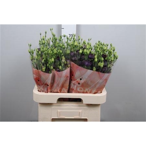 Eus E Bohemian Black Vio