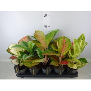 Aglaonema   ...