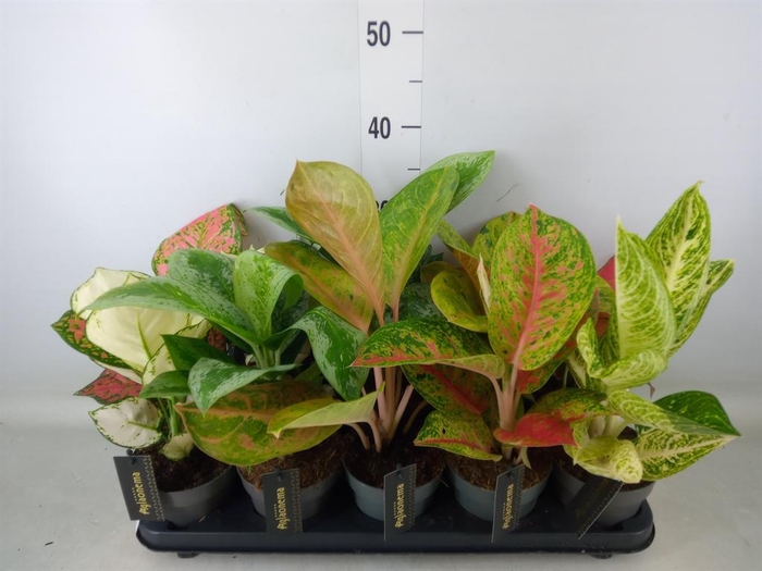 <h4>Aglaonema   ...</h4>