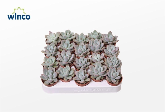 <h4>Graptoveria Opalina</h4>