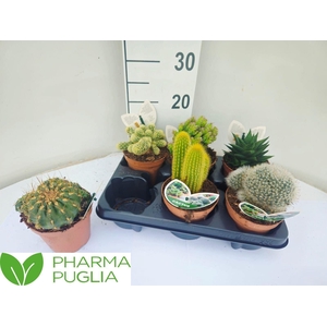 Cactus gemengd