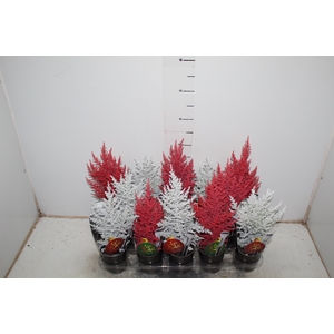 TUIA COLOURS P09