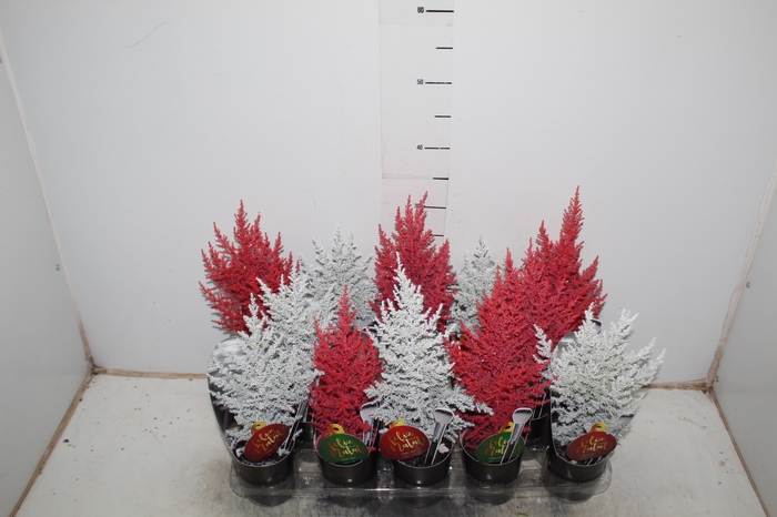 TUIA COLOURS P09
