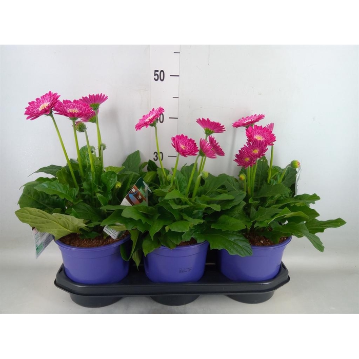 <h4>Gerbera 'Garvinea Sweet Surprise'</h4>