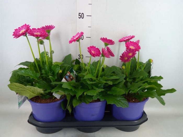 <h4>Gerbera  'Garvinea Sweet Surprise'</h4>