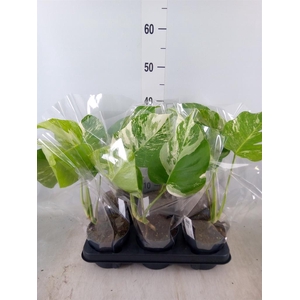 Monstera delic. 'Variegata'