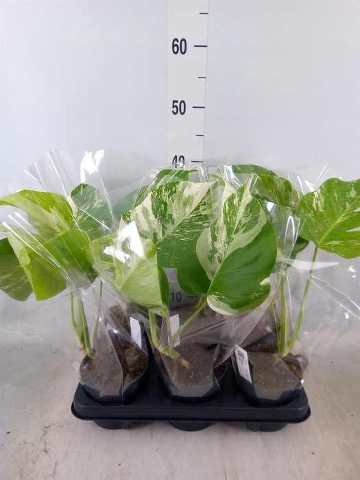 <h4>Monstera delic. 'Variegata'</h4>
