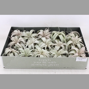 arr3 CP - Xerographica x15