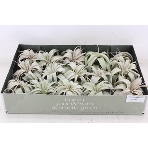 arr3 CP - Xerographica x15