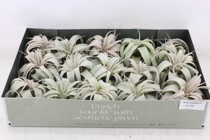 <h4>arr3 CP - Xerographica x15</h4>