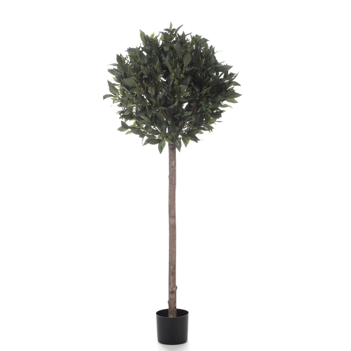 <h4>Af Laurus Nobilis Ball Stem H1</h4>