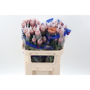 Chr G Veronica Salmon