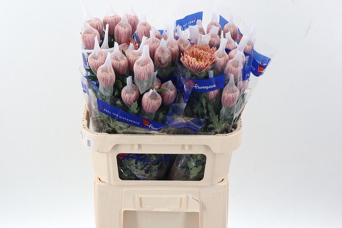 <h4>Chr G Veronica Salmon</h4>