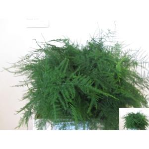 ASPARAGUS SETACEUS