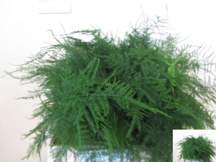 <h4>ASPARAGUS SETACEUS</h4>